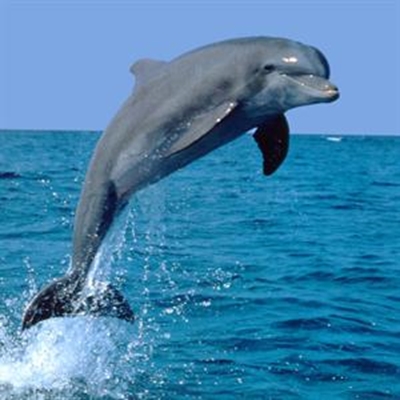Scientific study of Mossel Bay’s whales and dolphins 