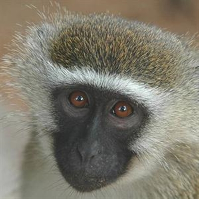 Monkey tricks at Mountview
