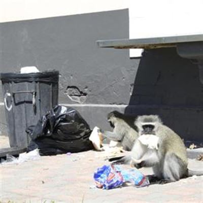 Monkey business at local resort
