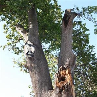 Future of Slave tree