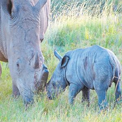 Second baby rhino born