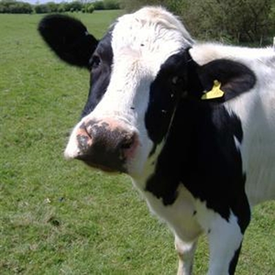 Bosluise maak amok onder beeste