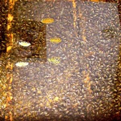 No bee disease in Plett