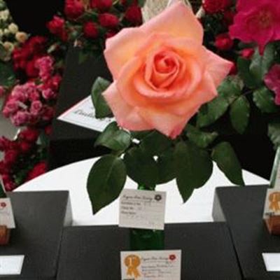 Knysna hosts successful Rose Show