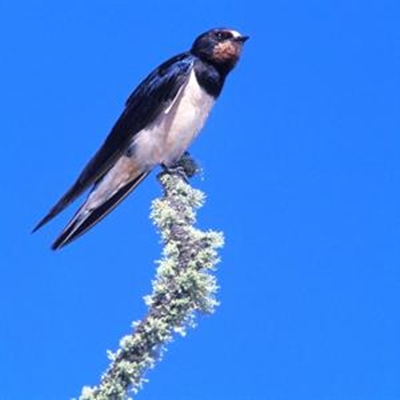 National Bird Week