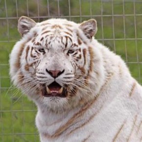 China purrs over white tiger triplets