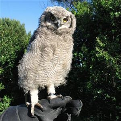 Raising an owl is not a hoot