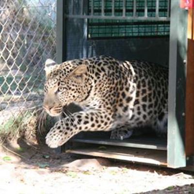 African leopards in Oudtshoorn
