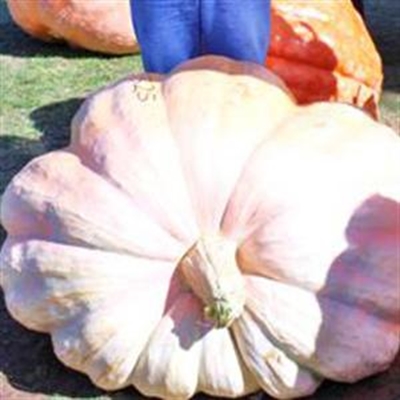Rekord spat met 325kg pampoen 