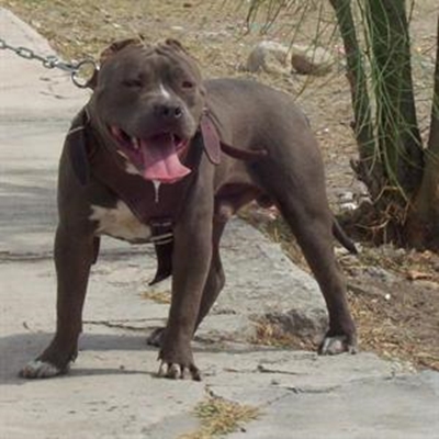 Hond vermink kleuter