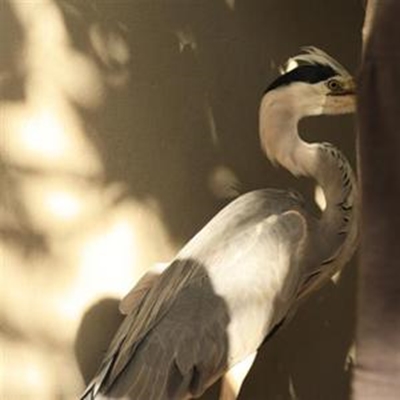 Heron caught hook, line and snake eel