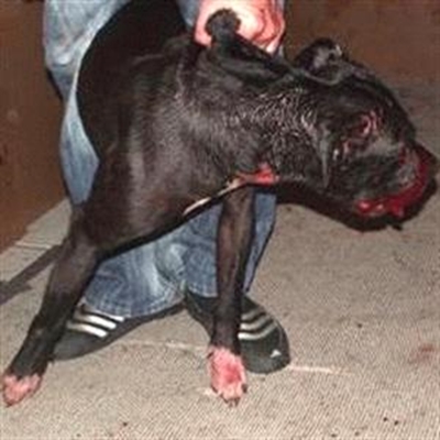 Dog fighting ring cracked