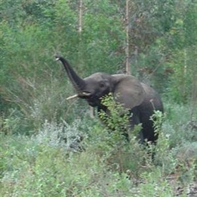 Hikers come across Knysna’s mythical forest beast