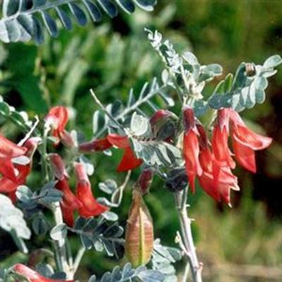 Fynbos Forum op Stilbaai