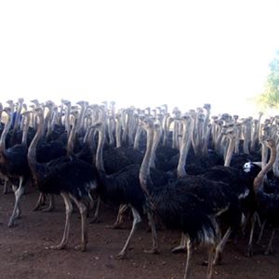 H5N2 striem besigheid