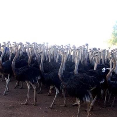 H5N2 striem besigheid