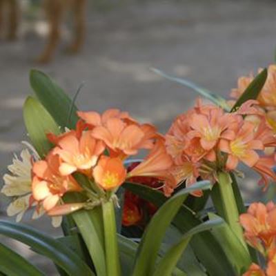 Garden Route Botanical Garden indigenous plant sale