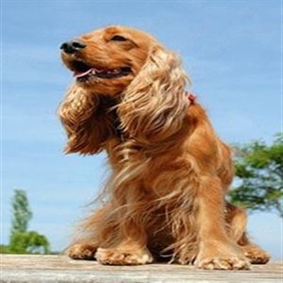 Marine snuffelhond vermis
