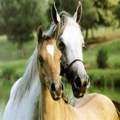 Horse sickness strikes 