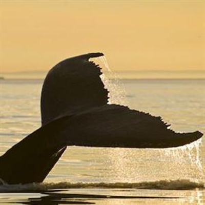 First whales spotted at Victoria Bay