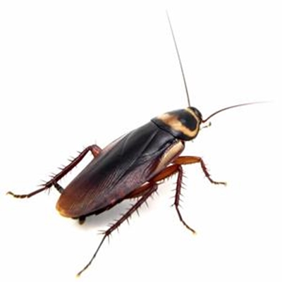 Environmentally friendly pest control for your home