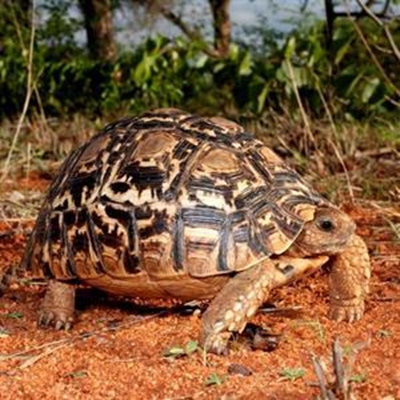 Protected tortoise species found at Fancourt