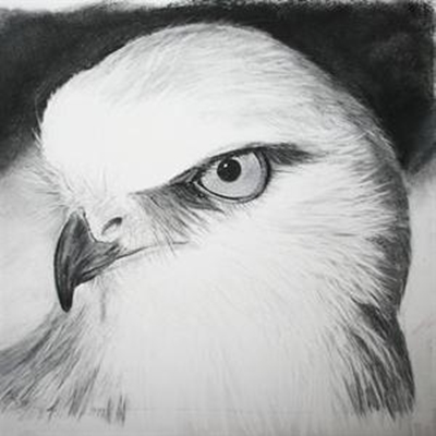 Sketching for a hundred days