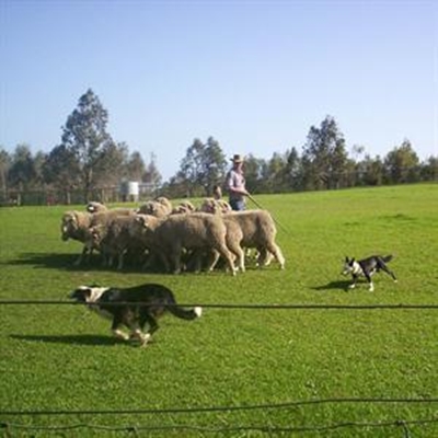 First Knysna sheepdog trial tomorrow