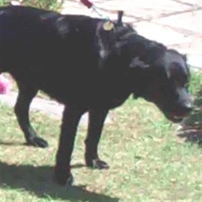 Beloved pet home after newspaper article