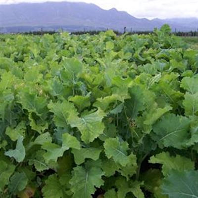 Knolgewasse vir weiding