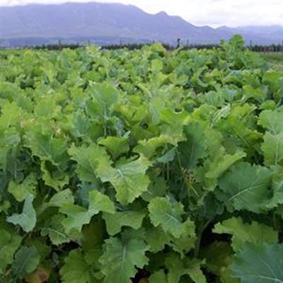 Knolgewasse vir weiding