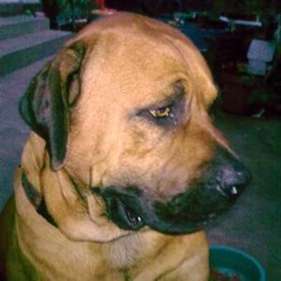 Keep eyes peeled for stolen dogs