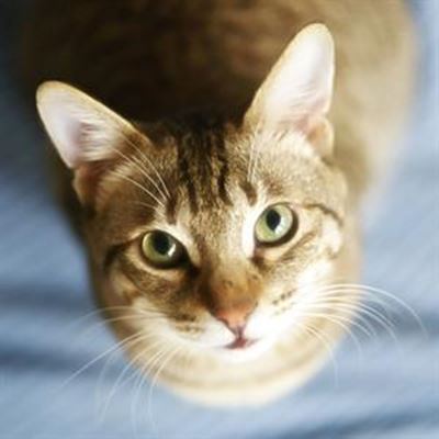 Be the cat’s meow!