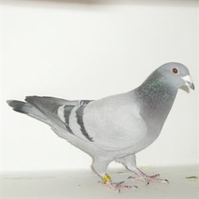 Mossel Bay Pigeon Cub sale