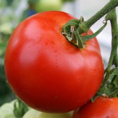 First online local farmers' market for our area