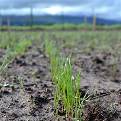 Festuloliums - is it a fescue or a ryegrass?