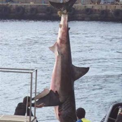 Great White breaches into research boat