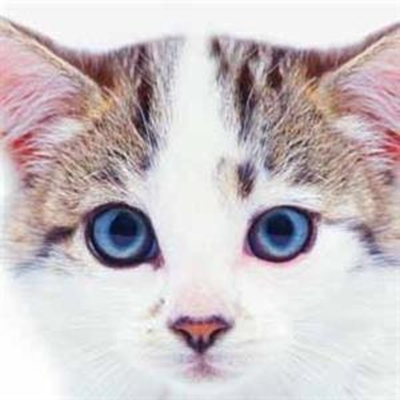Cat show offers family fun