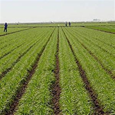Overbergse produsente verwelkom goeie reën