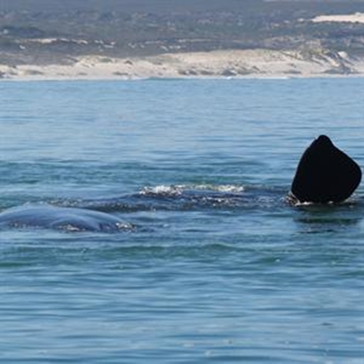 The birth of a whale