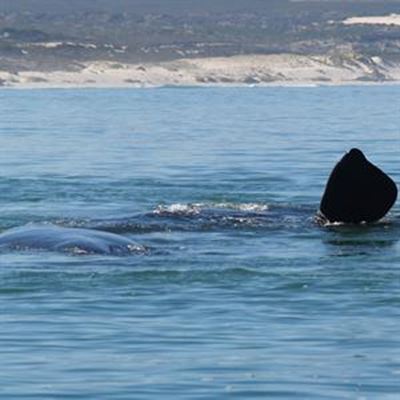 The birth of a whale