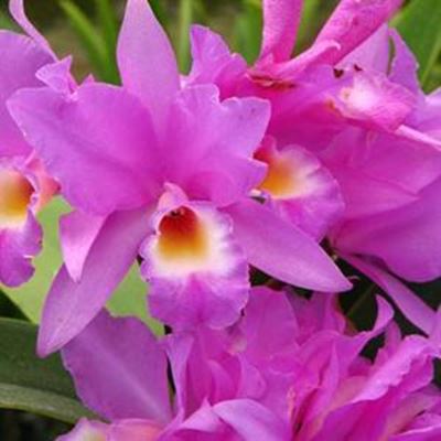  Orchids on show
