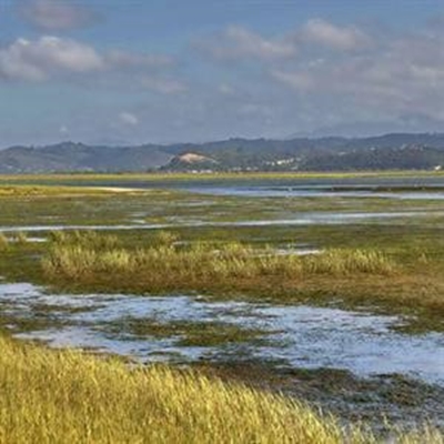 Fate of seagrass beds uncertain 
