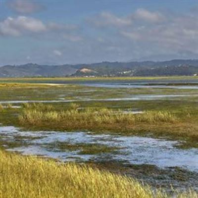 Fate of seagrass beds uncertain 