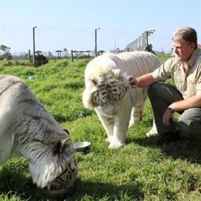 Jukani se wit Bengaalse tiere veilig