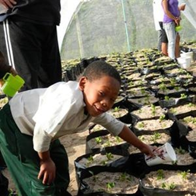 Mosselbaai: eerste skole-groentetonnel 