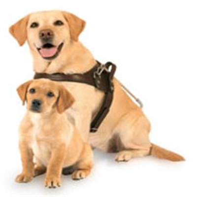 Guide dogs are well-trained 