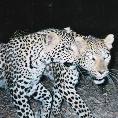 Leopard spotted in the Kaaimans Pass area