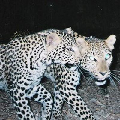 Leopard spotted in the Kaaimans Pass area