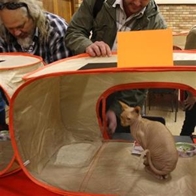 Cat show pleases beyond expectation